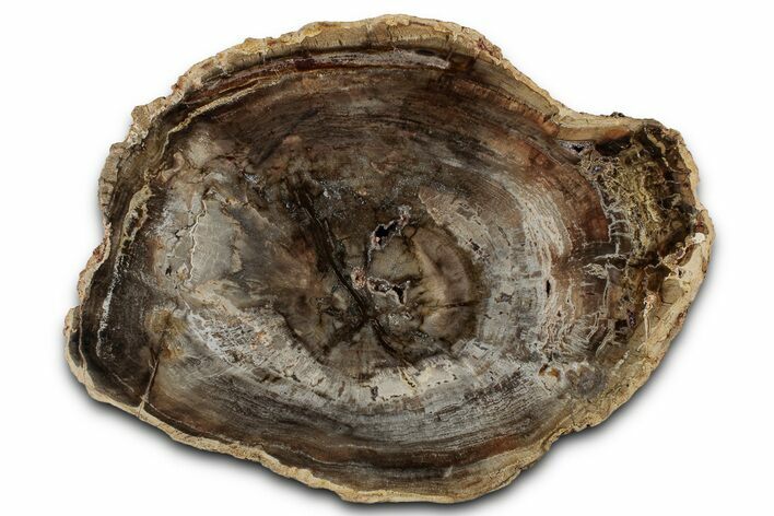 Polished Petrified Wood (Araucaria) Round - Madagascar #355335